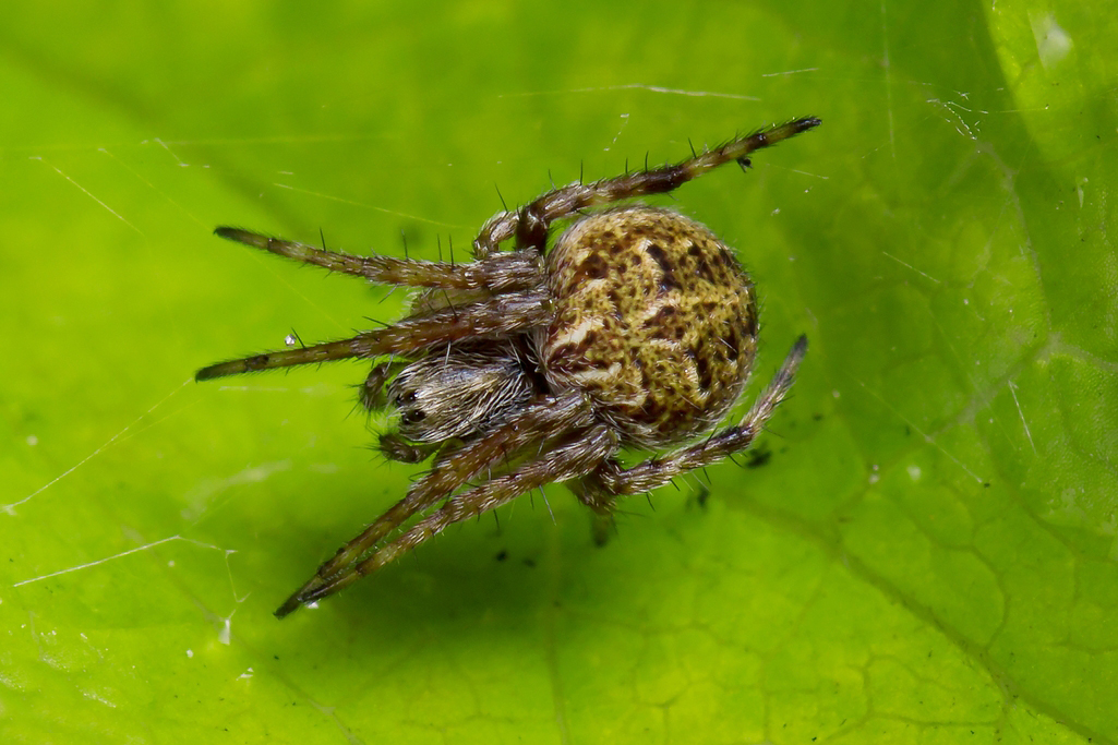 Клещ это паукообразное. Agalenatea redii. Клещи пауки. Клещ ПАУКООБРАЗНЫЙ. Жук паук.