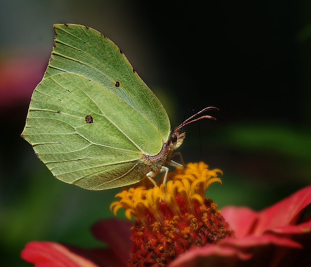 Бабочка лимонница сидит на бруснике. Gonepteryx rhamni (Linnaeus, 1758). Фиалка бабочка лимонница. Личинка бабочки лимонницы. Бабочка лимонница на лилии.