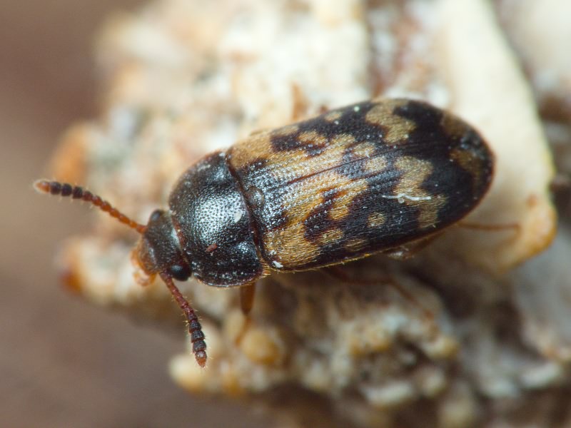 Mycetophagus ciscaucasicus