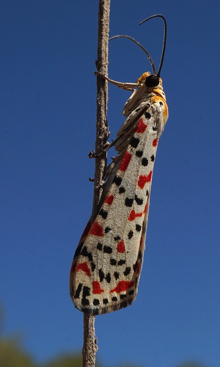 Utetheisa pulchella - Медведица красноточечная