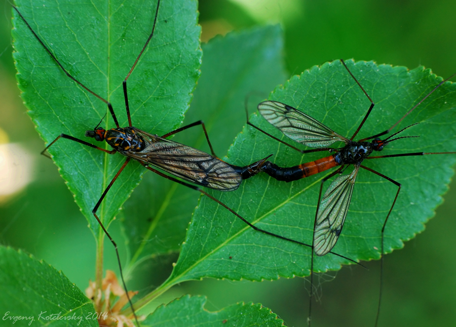 Комар самец. Комар долгоножка самец. Комар долгоножка самка и самец. Комар долгоножка самка. Долгоножка лаково-чёрная.