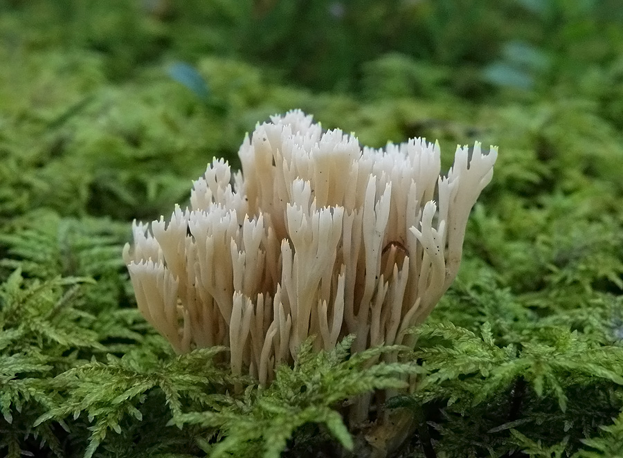 Artomyces pyxidatus - Артомицес крыночковидный, Клавикорона коробчатая