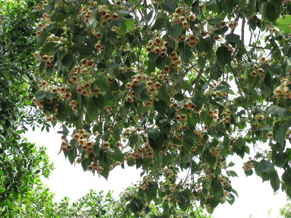 Brachychiton populneus - Брахихитон тополёвый, Бутылочное дерево, Брахихитон разнолистный