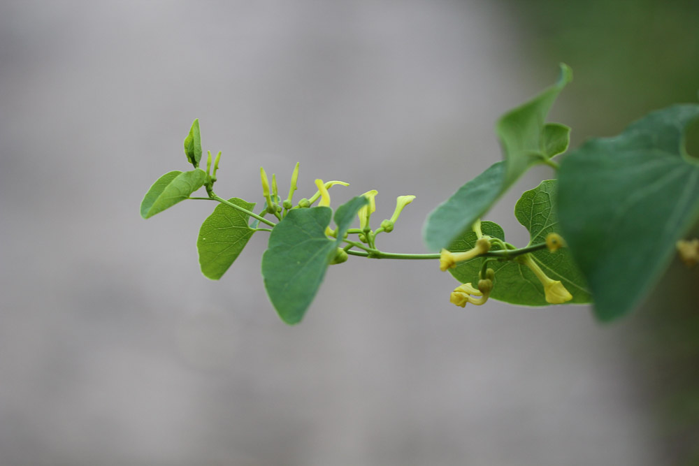 Aristolochia clematitis - Кирказон ломоносовидный, Кирказон обыкновенный