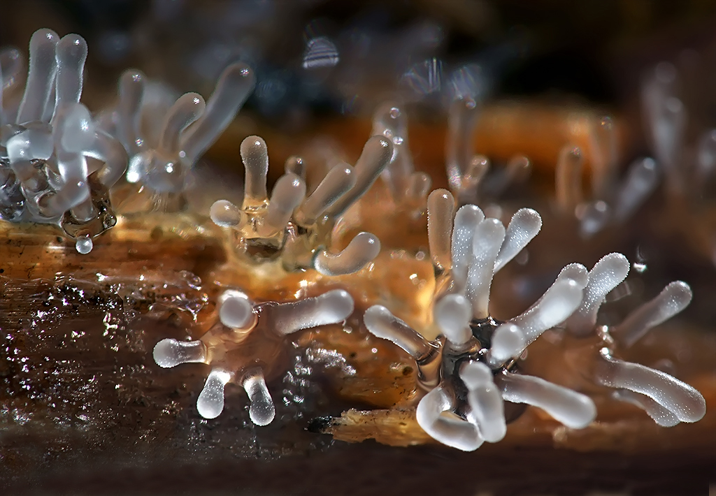 Слизневик. Плазмодий миксомицета. Мицелий плазмодий. Слизевик под микроскопом. Плесневые грибы Макросъемка.