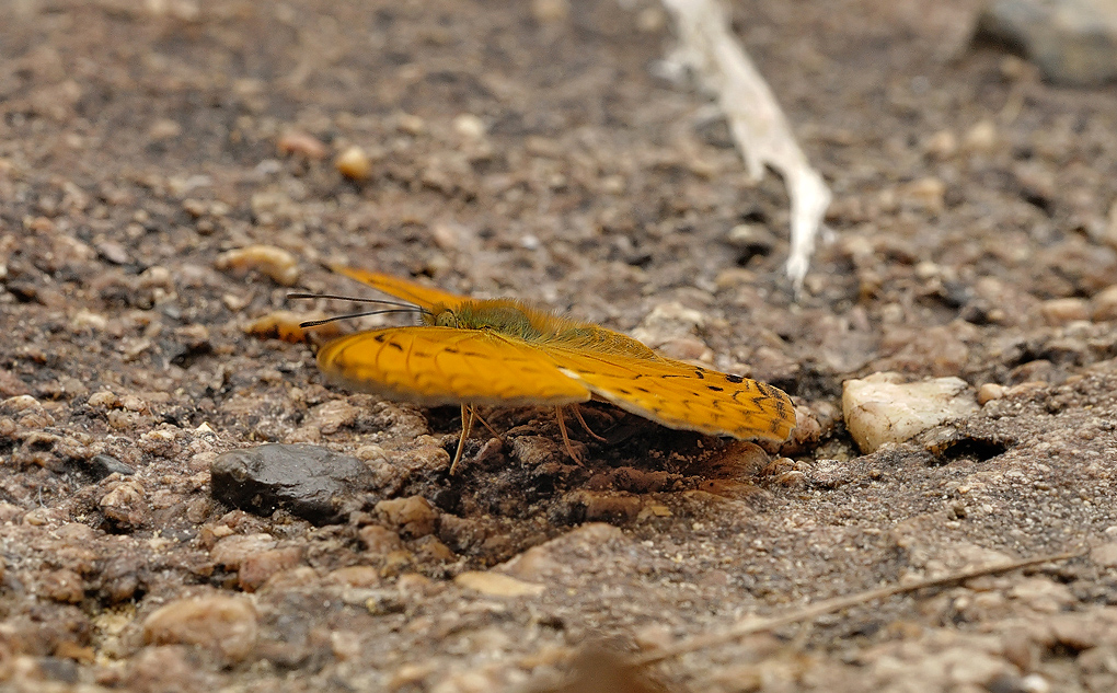 Cirrochroa