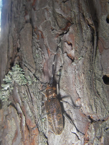 Monochamus galloprovincialis - Усач черный (бронзовый) сосновый