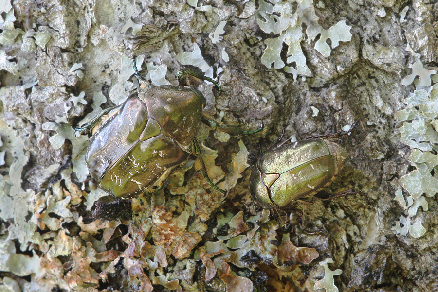 Protaetia marmorata - Бронзовка мраморная