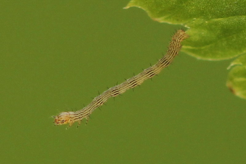 Petrophora chlorosata - Пяденица папоротниковая