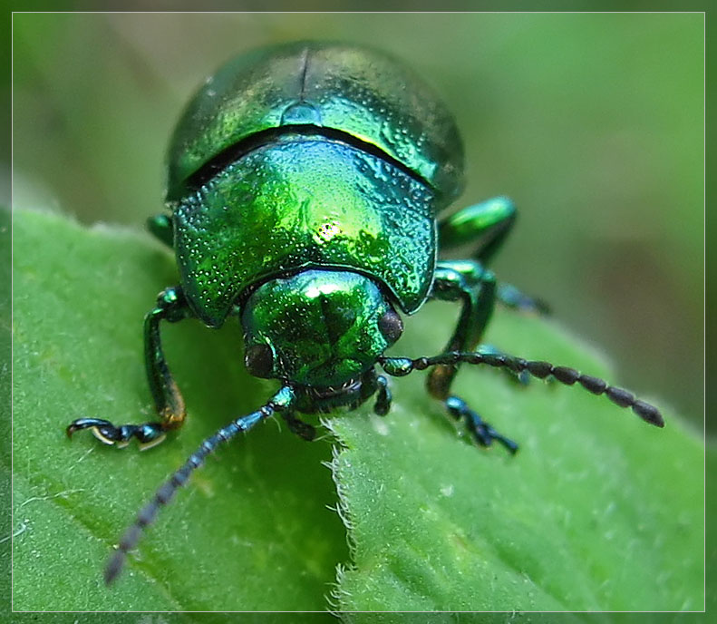 Зеленый блестящий жук название фото и описание