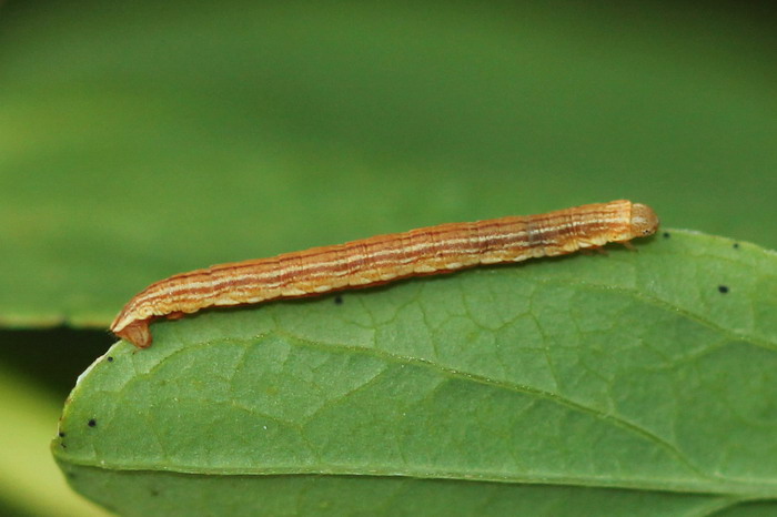 Aplocera praeformata - Пяденица коротконогая темно-серая