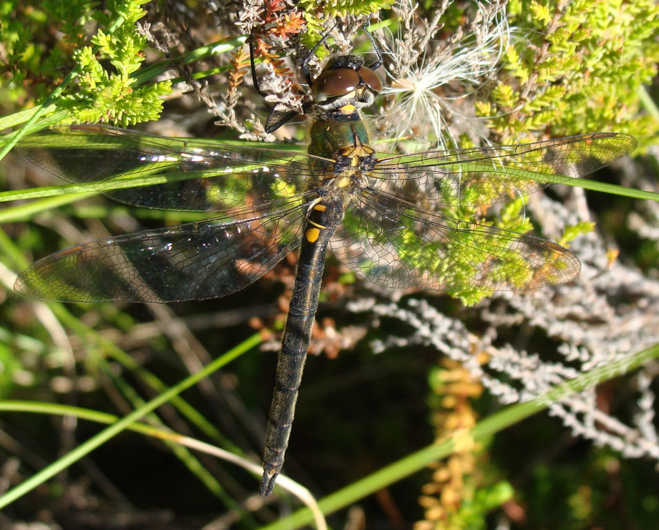 Somatochlora arctica - Зеленотелка северная