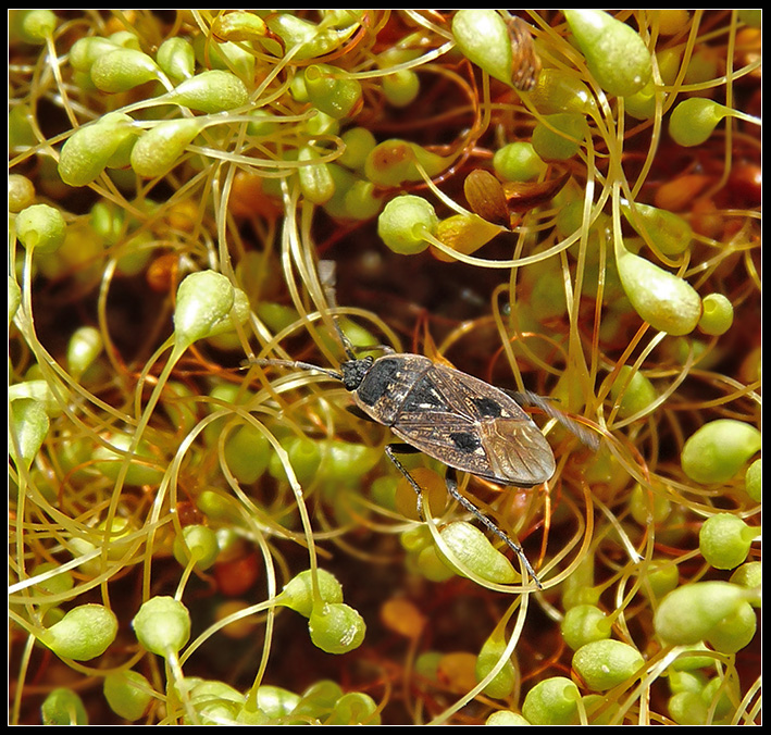 Graptopeltus lynceus