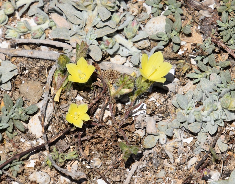 Campanula sulphurea - Колокольчик серно-жёлтый