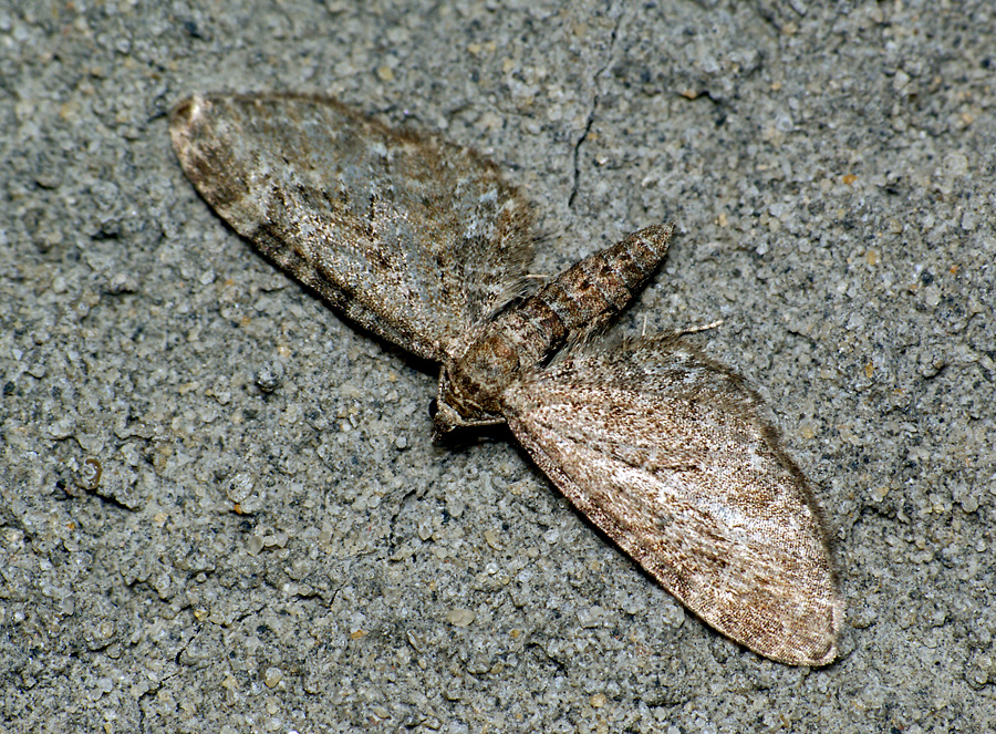Eupithecia millefoliata