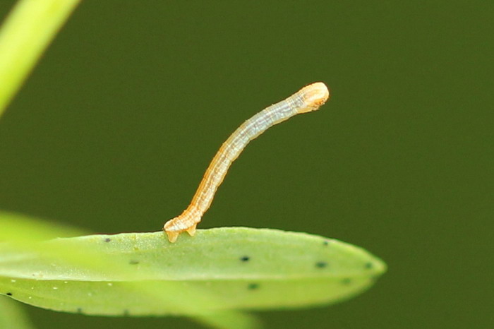 Aplocera praeformata - Пяденица коротконогая темно-серая