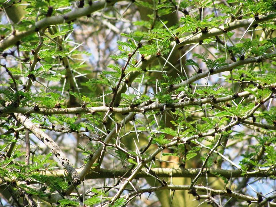 Acacia xanthophloea - Акация желтокорая