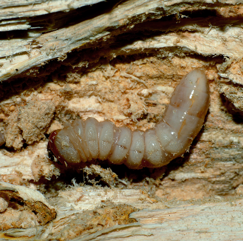 Крупные личинки насекомых фото и названия