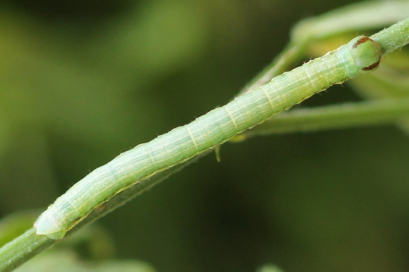Isturgia arenacearia - Пяденица луговая жёлтая