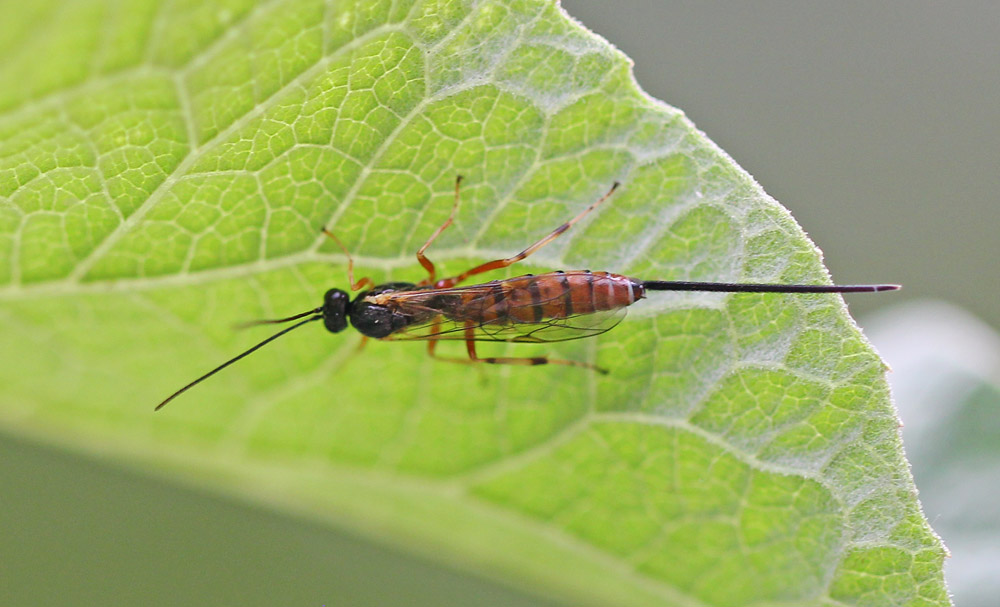 Ichneumonidae100