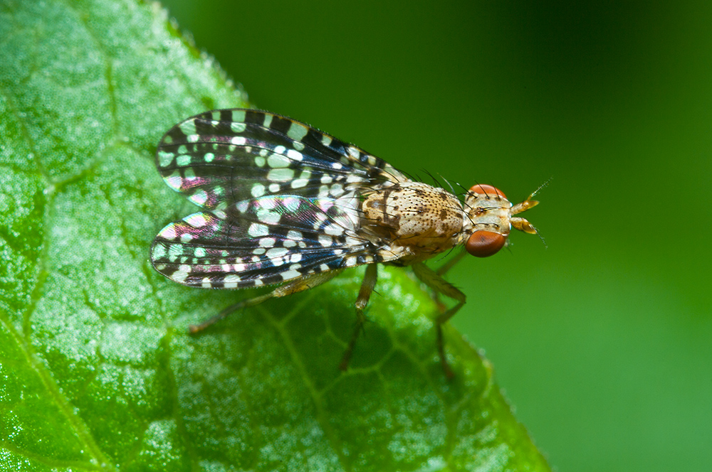 Trypetoptera punctulata