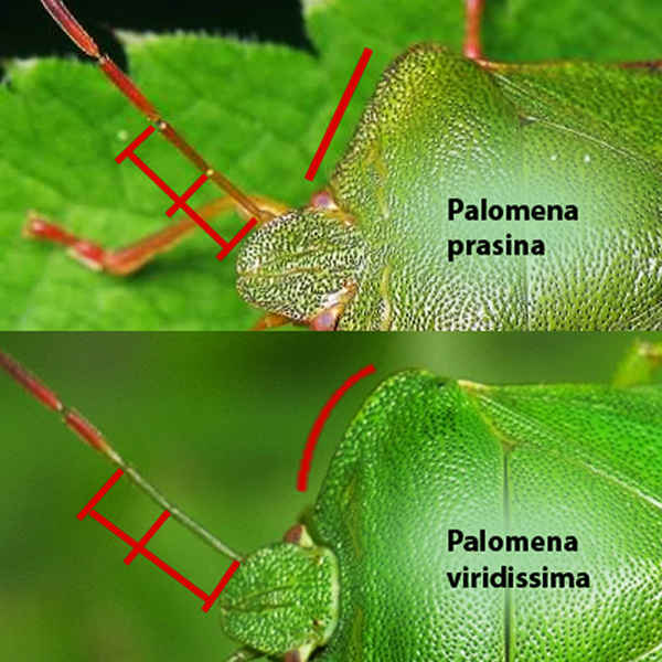 Palomena prasina/viridissima