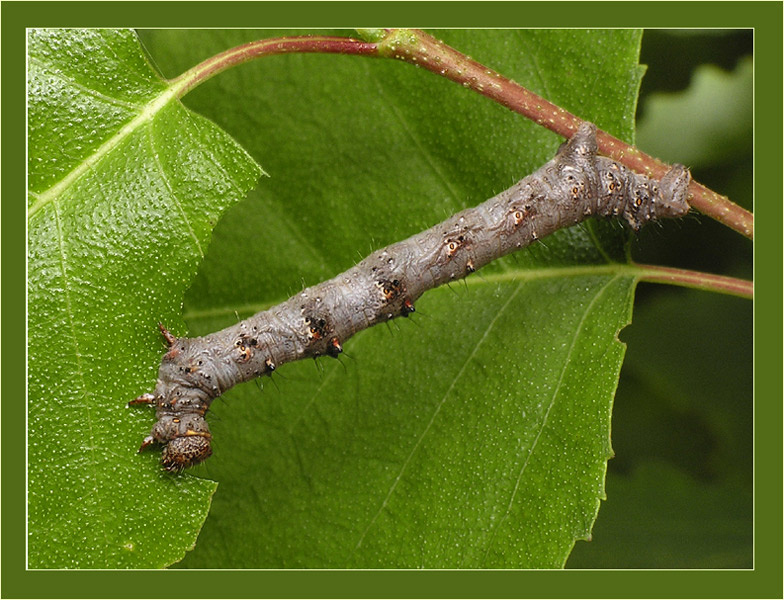 Phigalia pilosaria - Пяденица пешая (Пяденица-шелкопряд волосистая)