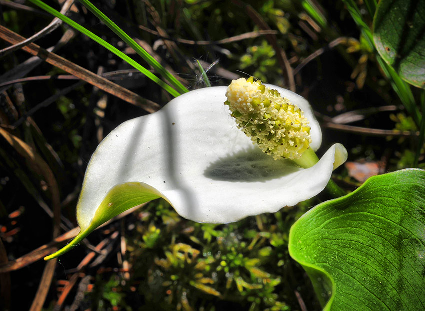 Calla palustris - Белокрыльник болотный