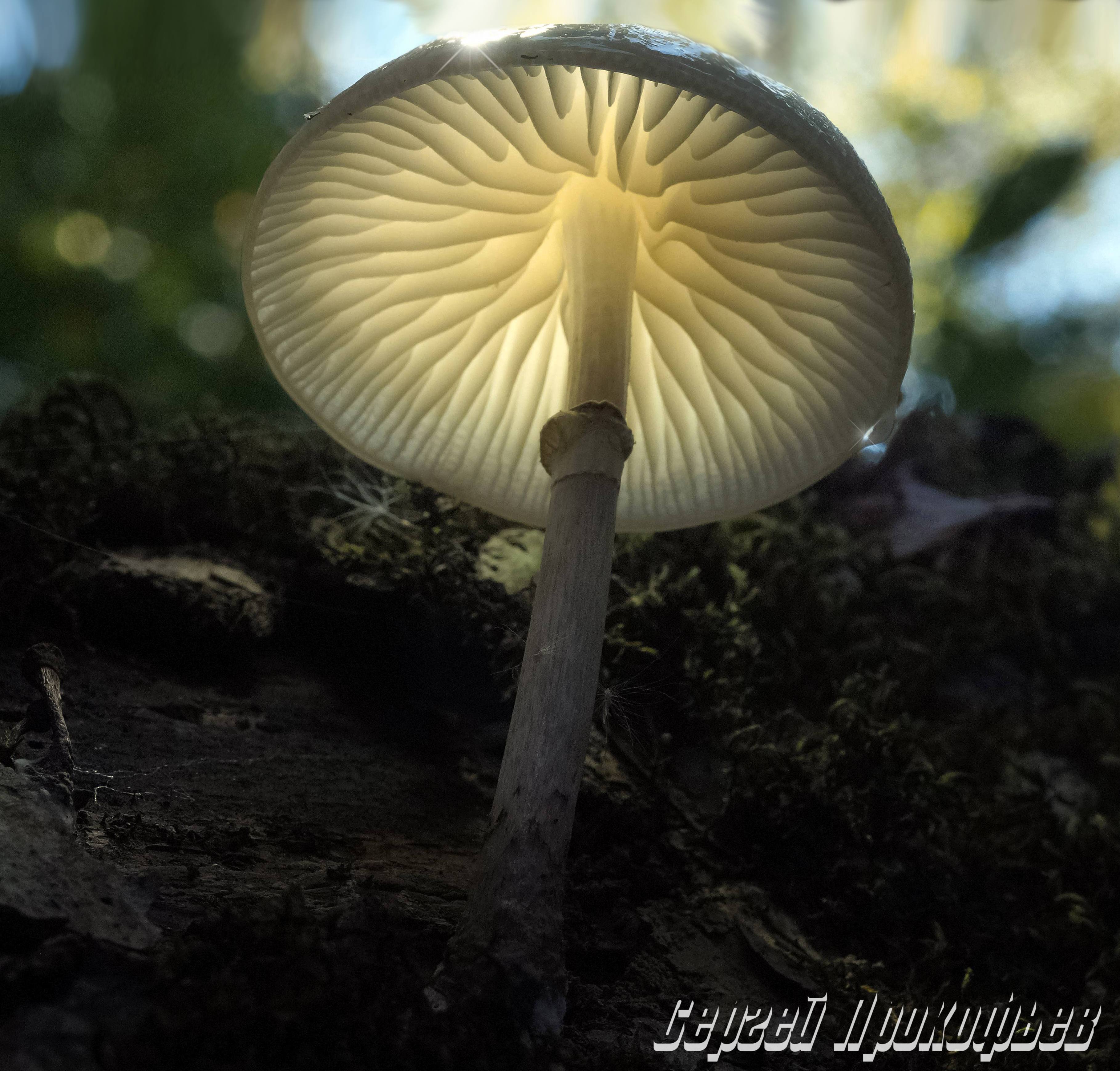 Слизистые грибы. Гриб Удемансиелла. Oudemansiella mucida. Удемансиелла слизистая. Планета грибов.