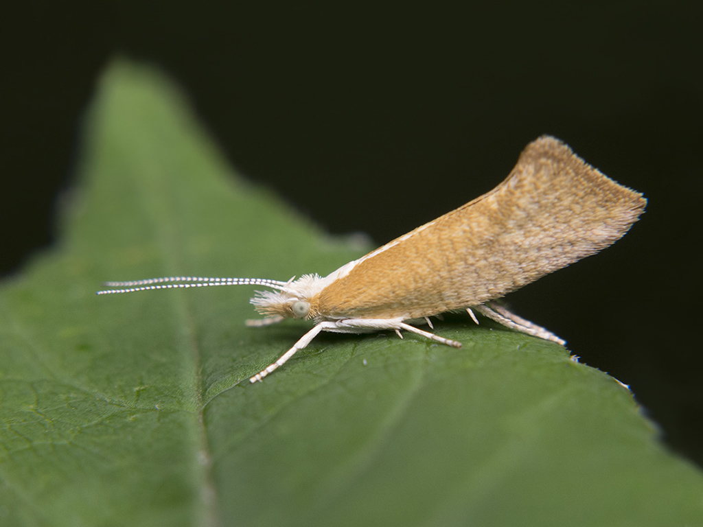 Ypsolopha lucella - Серпокрылая моль широколиственная