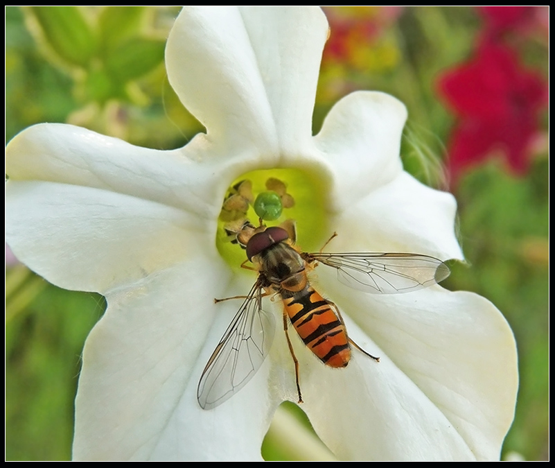 Episyrphus balteatus - Мармеладная муха