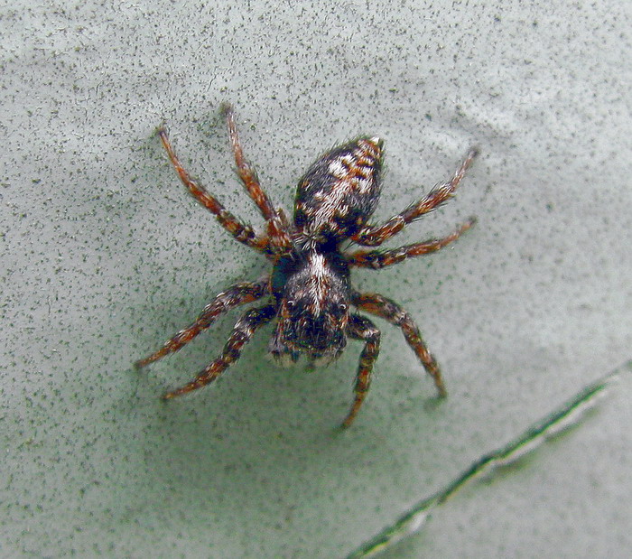 Клещ это паукообразное. Sitticus terebratus. Attulus terebratus. Аттулус паук. Паук клещ.