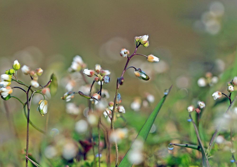 Erophila verna - Веснянка весенняя