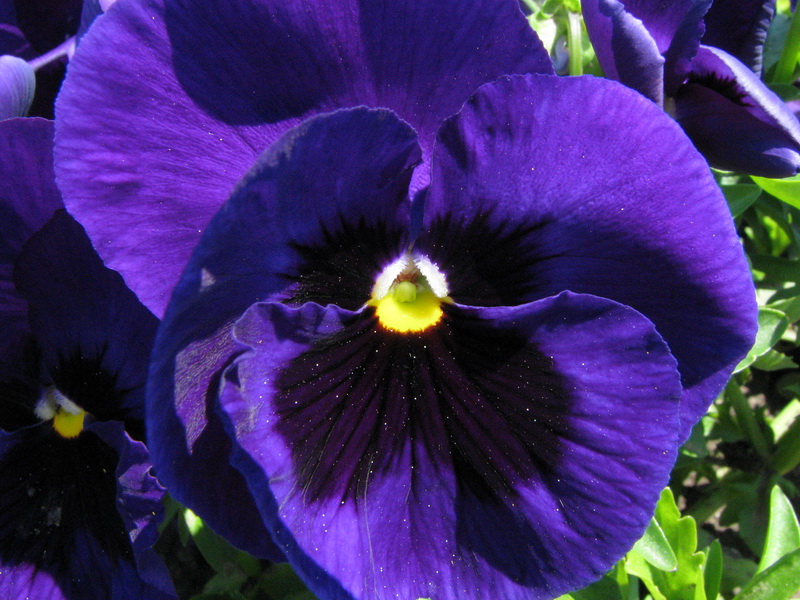 blue-purple