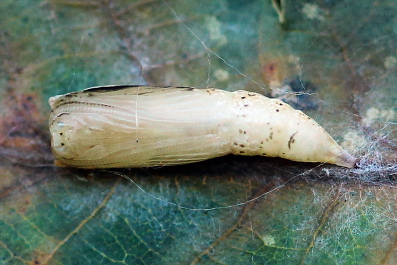 Cyclophora punctaria - Пяденица кольчатая точечная