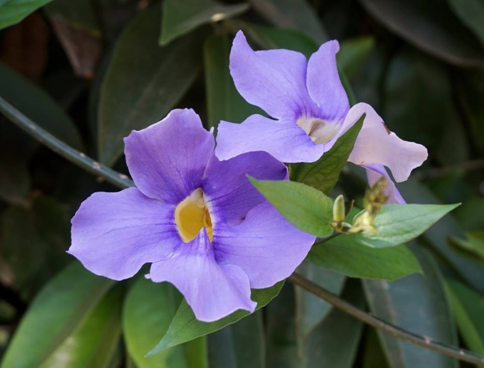Thunbergia grandiflora - Тунбергия крупноцветковая