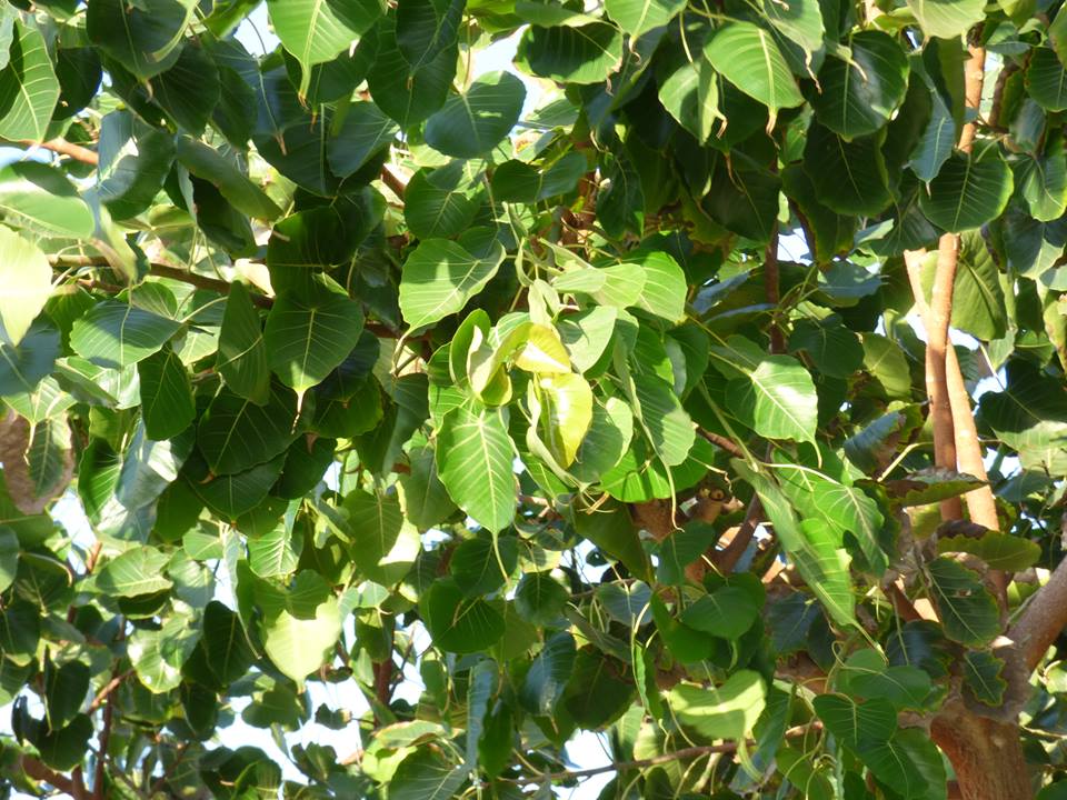 Ficus religiosa - Фикус священный, Фикус религиозный