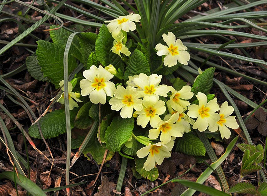 Primula vulgaris - Первоцвет обыкновенный, или Первоцвет бесстебельный