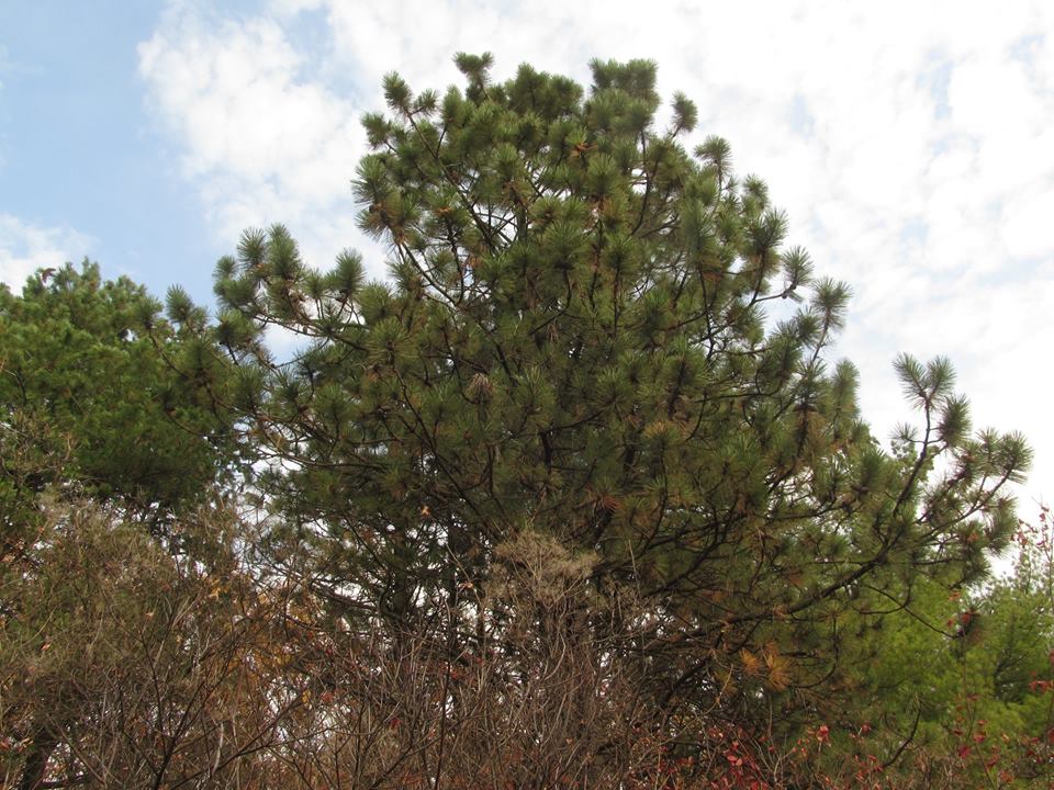 Pinus ponderosa - Сосна жёлтая