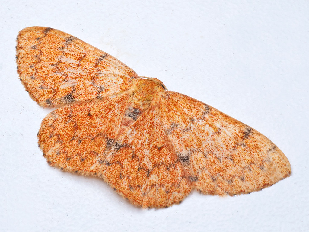Semaeopus orbistigma