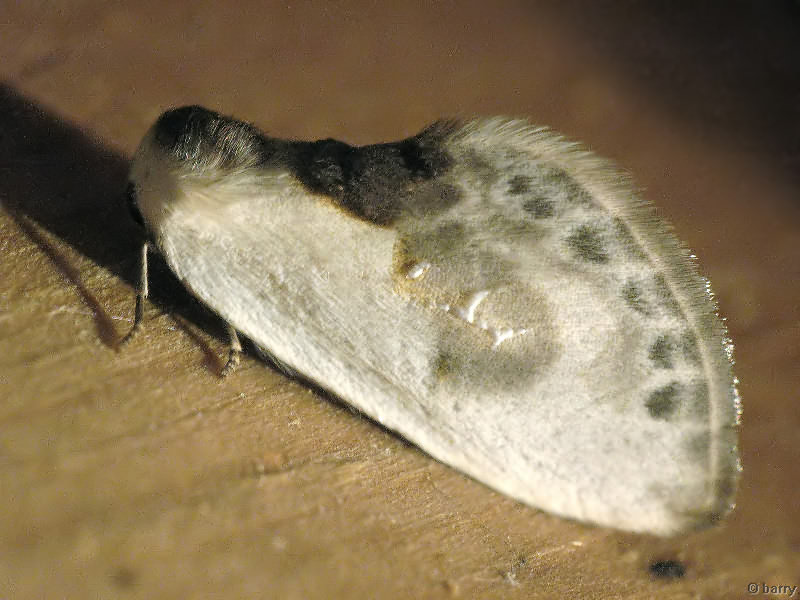 Cilix glaucata - Тупокрылка белая
