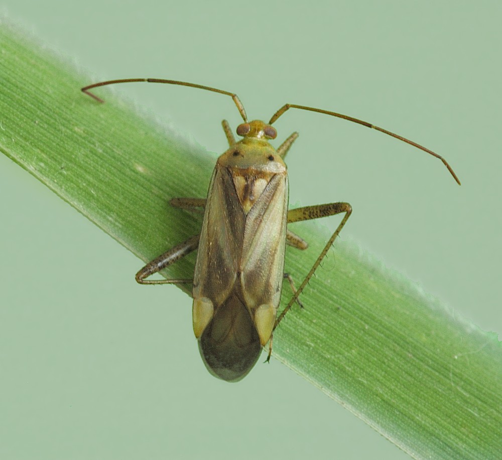 Adelphocoris lineolatus - Клоп люцерновый