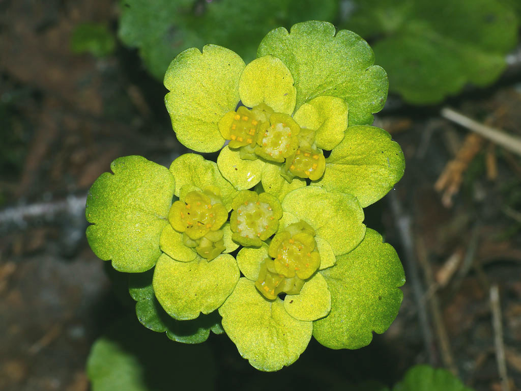 Chrysosplenium alternifolium - Селезёночник очерёднолистный