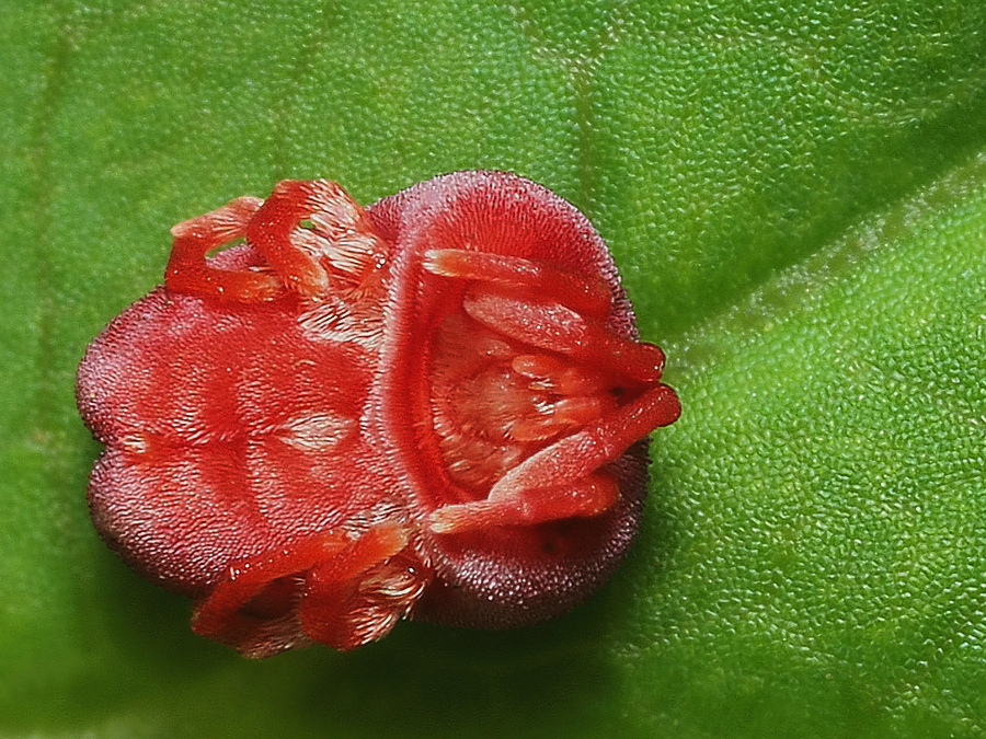 Trombidium holosericeum - Краснотелка шелковистая, Бархатный почвенный клещ