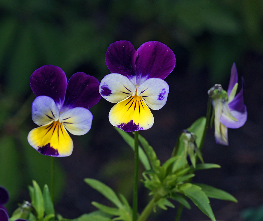 Viola tricolor - Фиалка трёхцветная