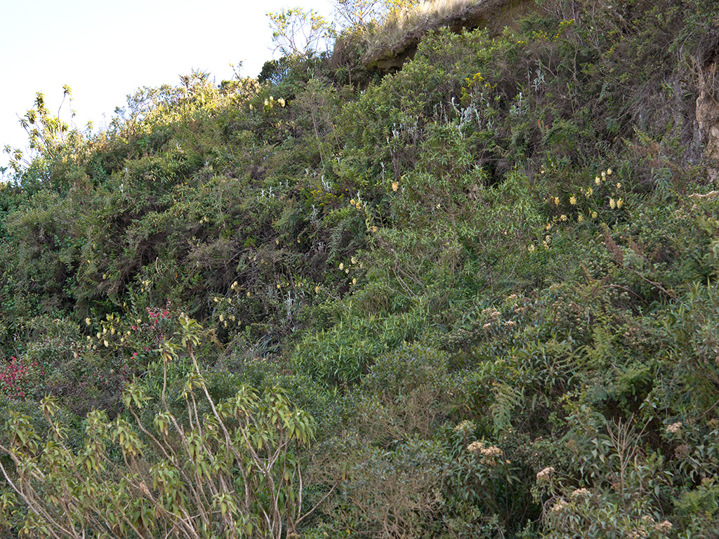 Epidendrum cotacachiense
