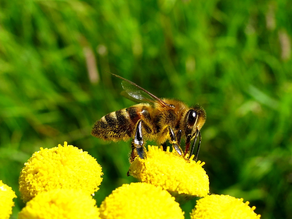Превращение пчелы медоносной. Пчела АПИС Меллифера. Медоносная пчела. Пчела полезное насекомое. Пчелы в природе.