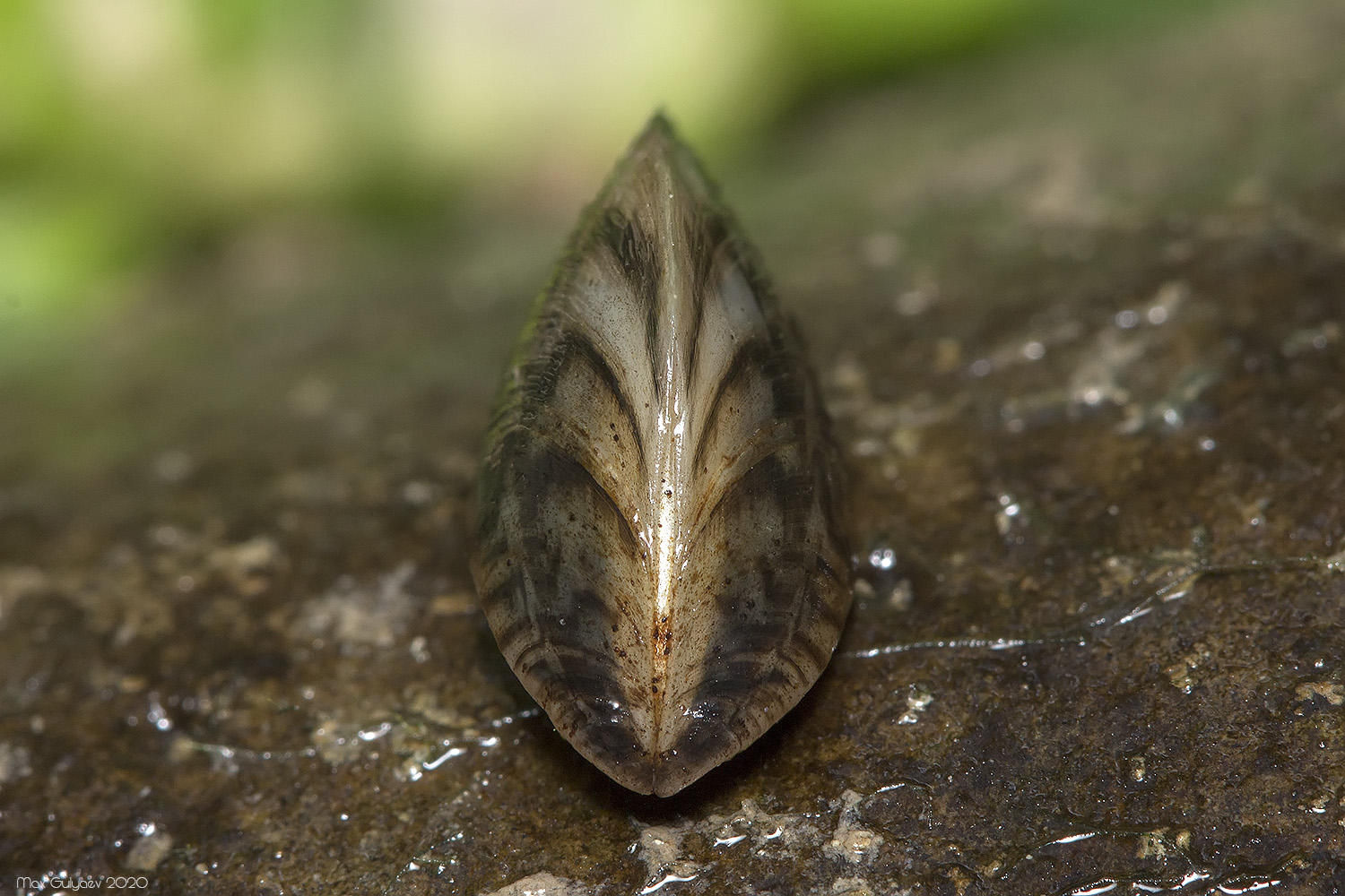 Dreissena polymorpha - Речная дрейссена