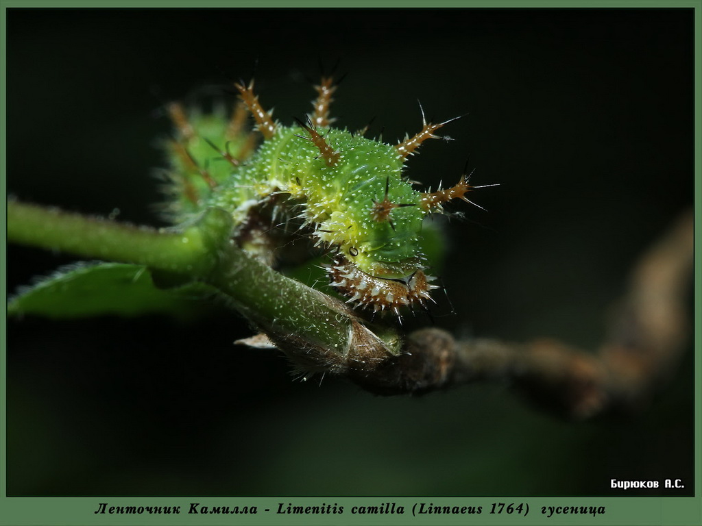Limenitis camilla - Ленточник Камилла