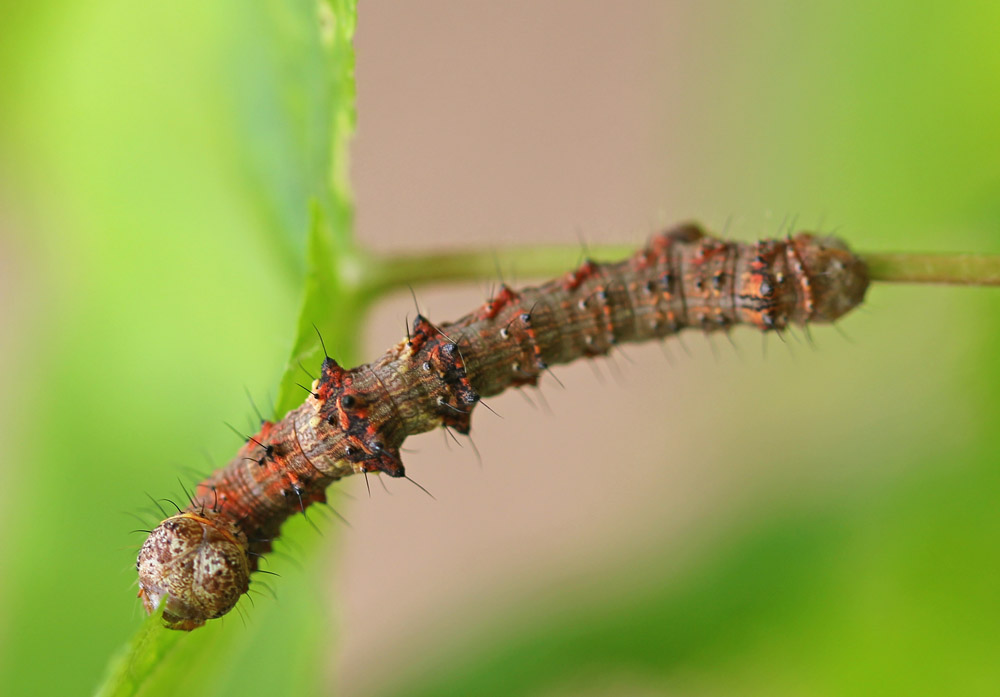 Phigalia pilosaria - Пяденица пешая (Пяденица-шелкопряд волосистая)